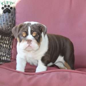 Emory, English Bulldog Puppy